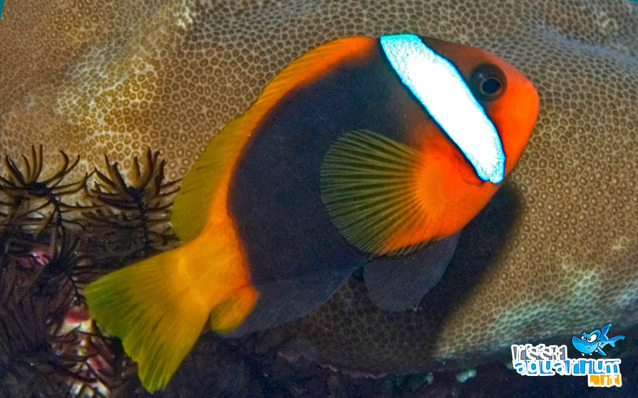 Photo of Amphiprion melanopus