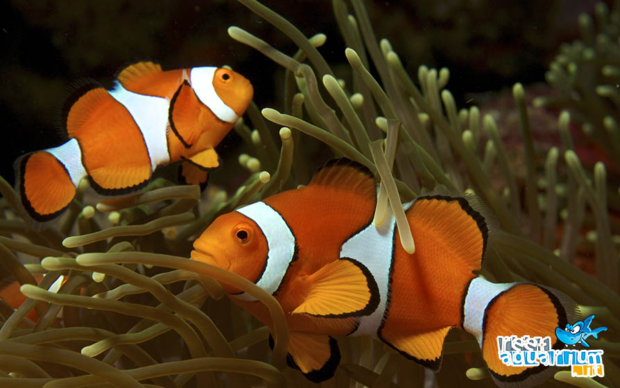 Amphiprion ocellaris