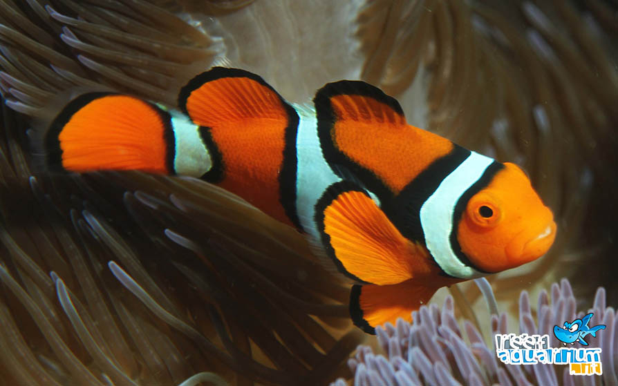 Amphiprion percula