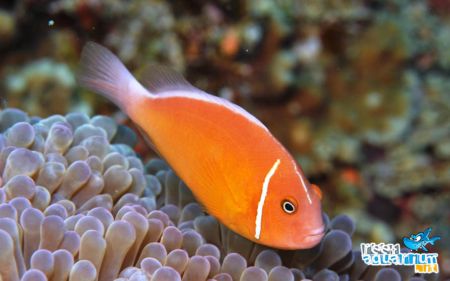 Photo of Amphiprion perideraion