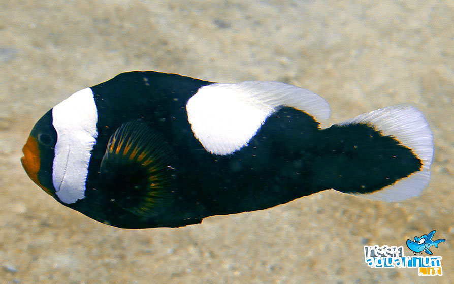 Photo of Amphiprion polymnus