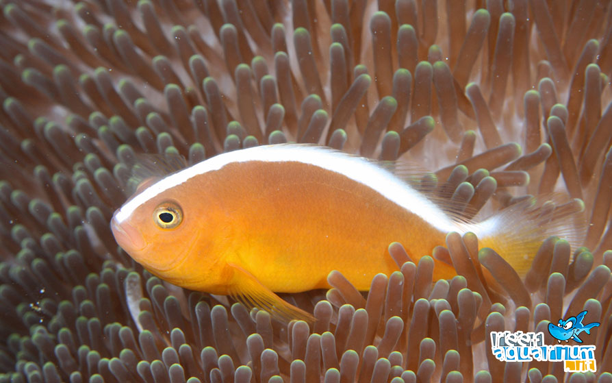 Photo of Amphiprion sandaracinos