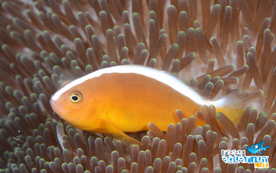 Amphiprion sandaracinos