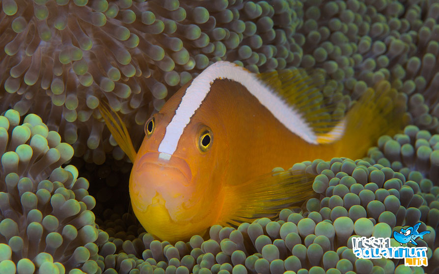 Amphiprion sandaracinos