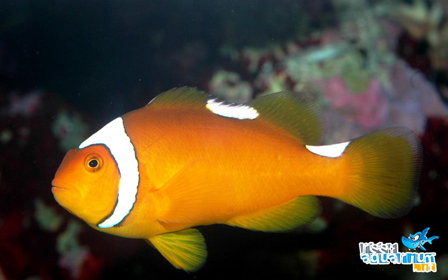 Photo of Amphiprion thiellei