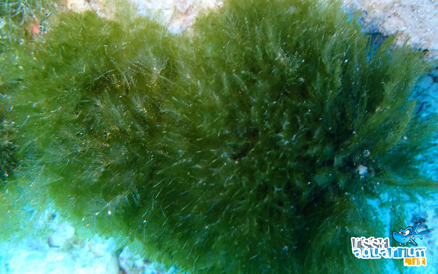 Photo of Bryopsis