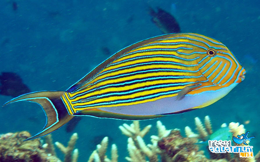 Acanthurus lineatus