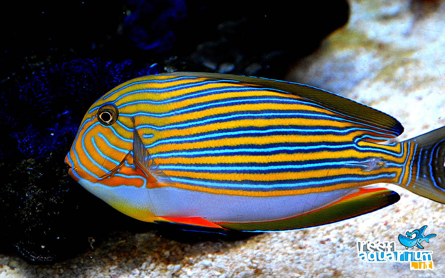  Acanthurus lineatus