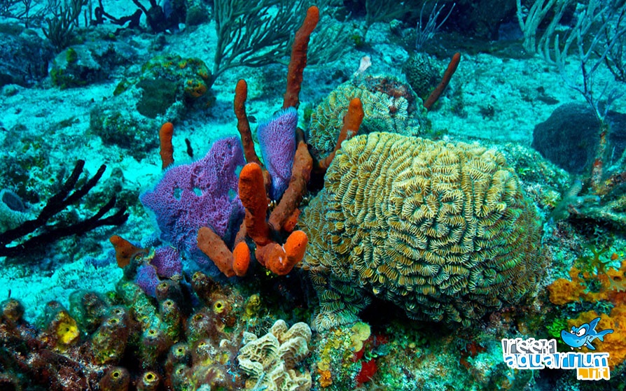 Messico, scoperte 5 barriere coralline