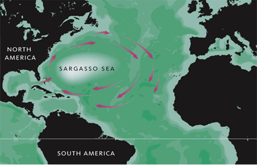 Mar dei Sargassi - https://it.wikipedia.org/wiki/Mar_dei_Sargassi