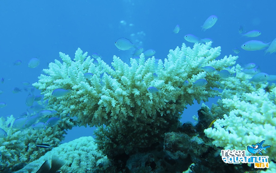Photo of Le ondate di calore uccidono i coralli