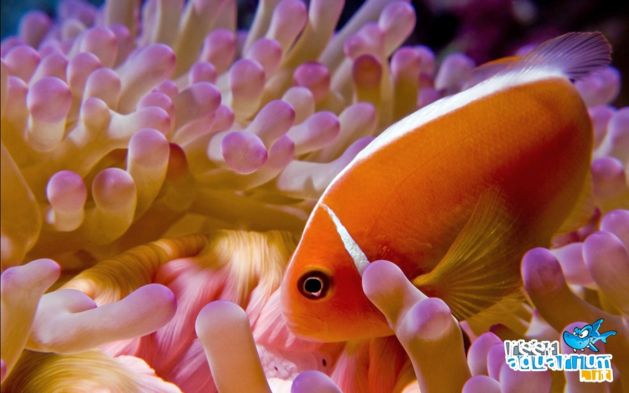 Amphiprion perideraion