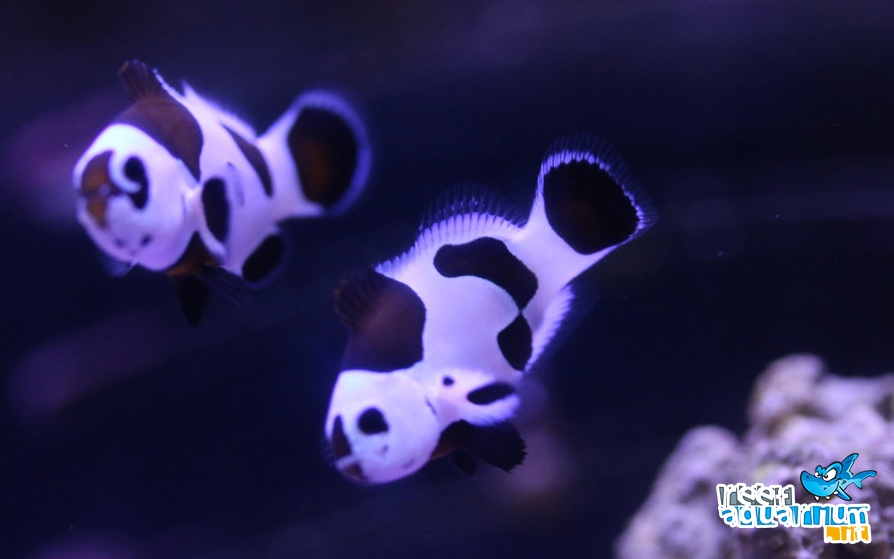 Black Storm (Amphiprion ocellaris)