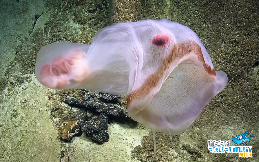 Photo of Deepstaria: la danza della creatura traslucente è ipnotica