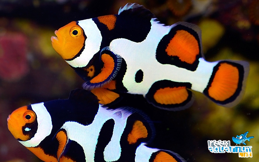 Amphiprion Percula Picasso