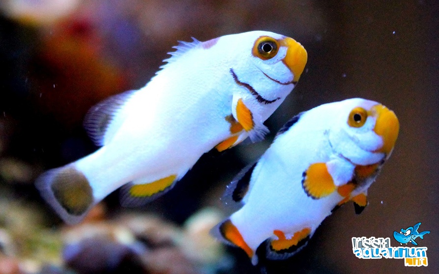 Snowflake (Amphiprion ocellaris).