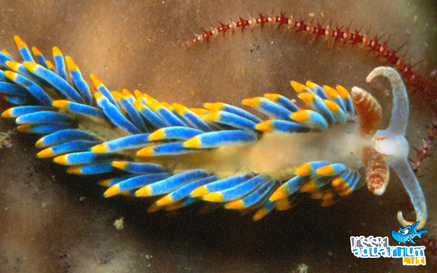 La bergia azzurra (Berghia coerulescens Laurillard, 1830) è una specie del genere Berghia, appartenente alla famiglia dei Spurillidae dei molluschi nudibranchia.