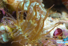 Photo of Aiptasia: l’anemone di vetro da combattere in acquario