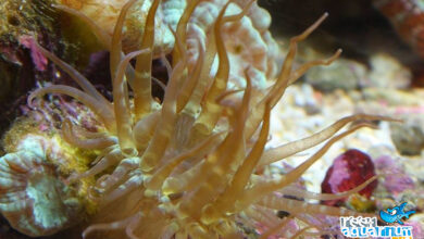 Photo of Aiptasia: l’anemone di vetro da combattere in acquario